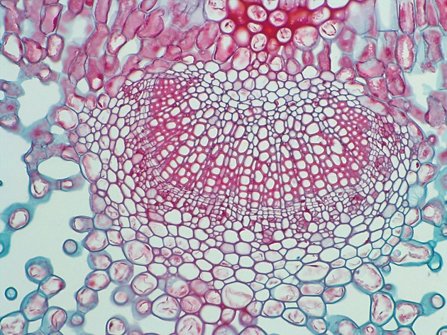 Dicot Leaf CS Slides - Dicot Leaf CS 05 100X